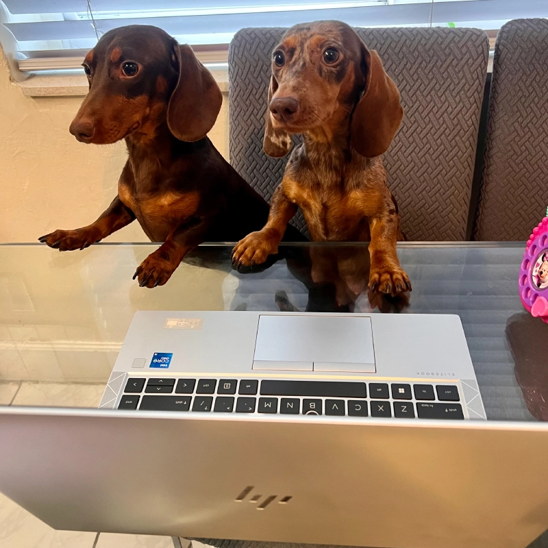 Two Mini Dachshund in the house
