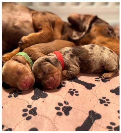 Babys Mini Dachshund sleep