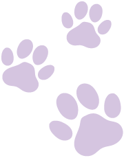 Mini Dachshund footprint