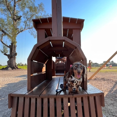 Dachshund in the park