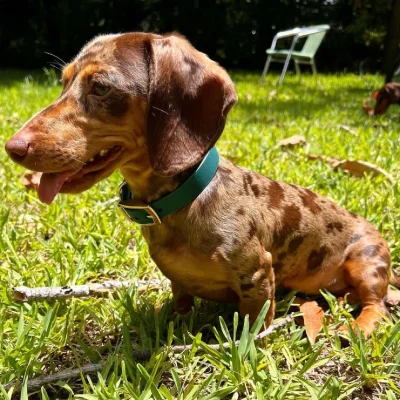 Dachshund in the park