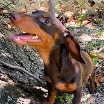 Dachshund in the park