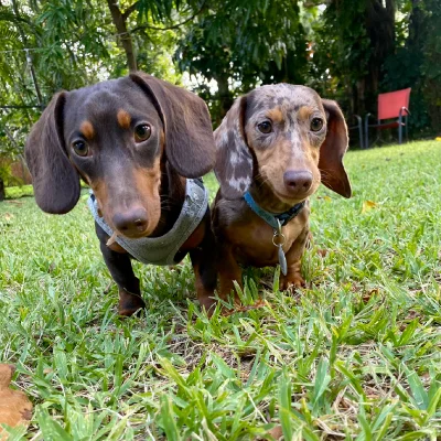 2 Dachshund in the park