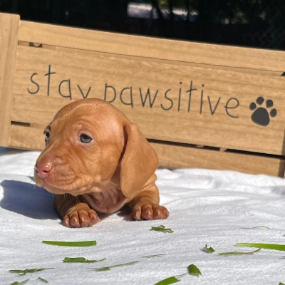 Baby dachshund