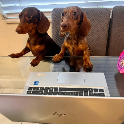 2 Dachshund in the house