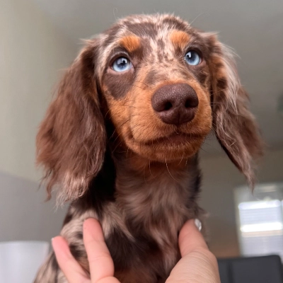 Dachshund