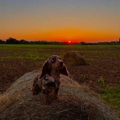 Dachshund at sunset